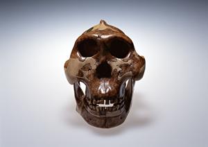 安心・快適な大腸カメラ検査を実現！品川区で評判のクリニック選びと最新の検査情報